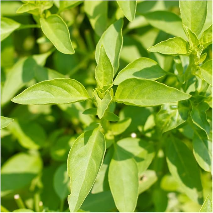 Seed Needs Lemon Basil Seeds for Planting - Non-GMO Heirloom & Untreated Culinary Herb Seed to Plant an Indoor or Outdoor Home Grown Kitchen Garden (1 Pack)