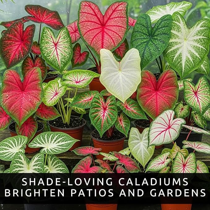 Caladium Bulbs, Fancy Mix, Pack of 10 – Easy-to-Grow Perennial Hosta with Heart Shaped, Colorful Leaves for Garden Beds, Containers, Patios, and Indoor Displays