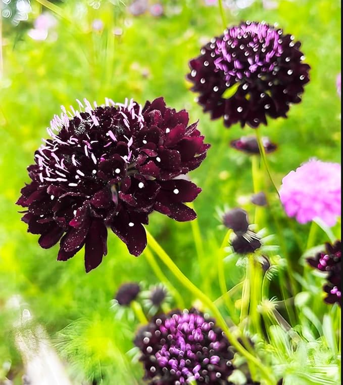 Double Purple Scabiosa Seeds - 100 Pcs Perennial Pincushion Flower Seeds