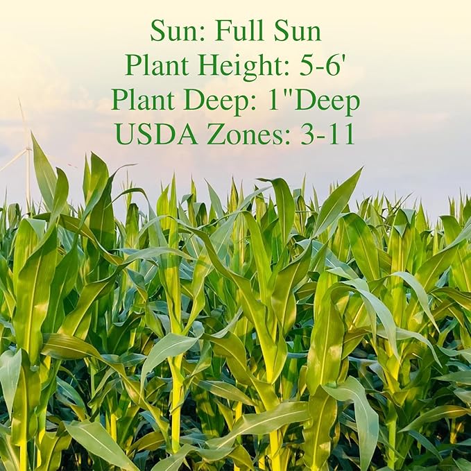 Golden Bantam Corn Seeds, 100 Non-GMO Heirloom Vegetable Seeds, High Germination Sweet Corn Seed for Outdoor Home Garden (Zea mays)