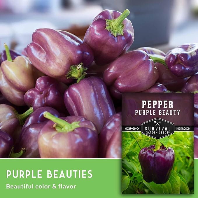 Purple Beauty Bell Pepper Seeds for Planting | Heirloom Sweet Purple Bell Peppers for Home Gardens – Non-GMO Open-Pollinated – Survival Garden Seeds (5 Packs)