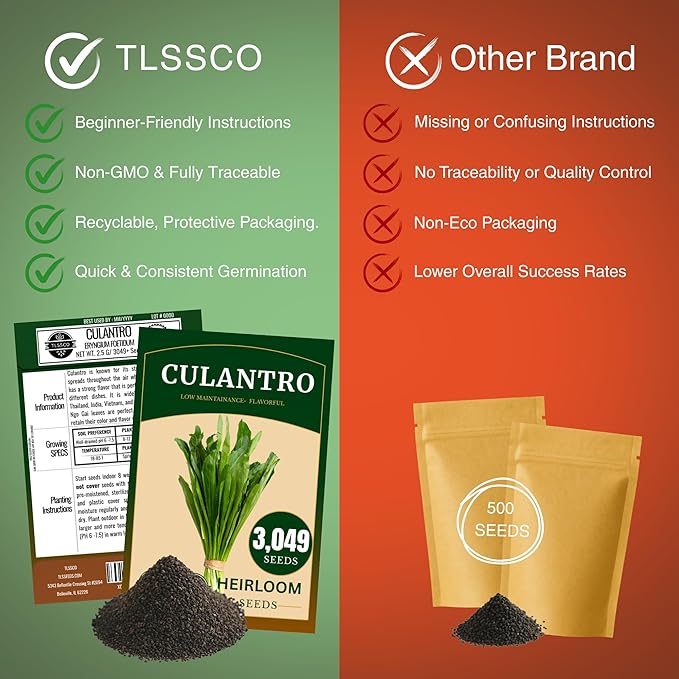 3049+ Culantro Seeds - Heirloom Herb Seeds for Planting, Slow-Bolting, Flavorful Cilantro Alternative, Great for Outdoor Herb Gardens (Eryngium foetidum)