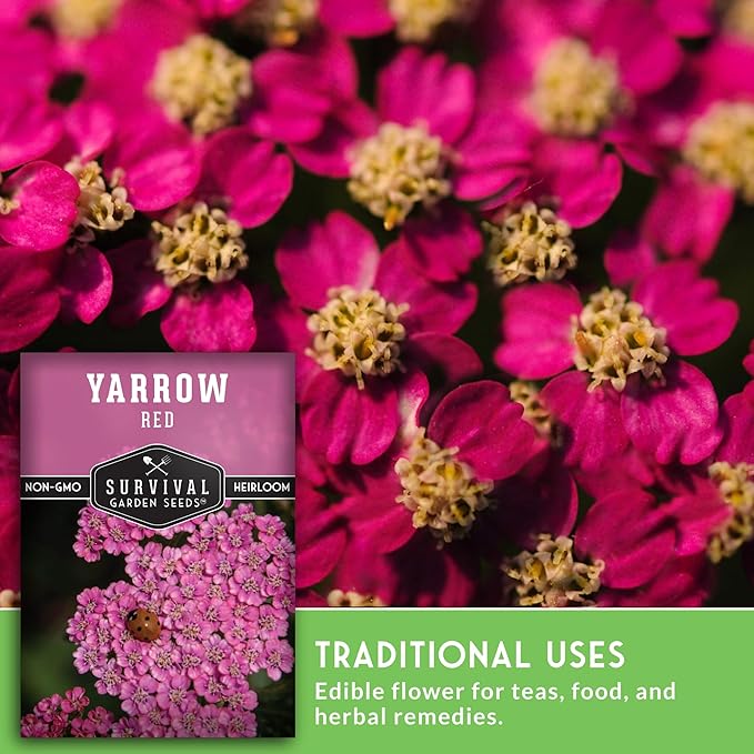 Red or Pink Yarrow Seeds for Planting – Heirloom Medicinal Herb & Perennial Flower Seeds, Pollinator Friendly Blooms for Cottage & Wildflower Gardens - Survival Garden Seeds (3 Packs)