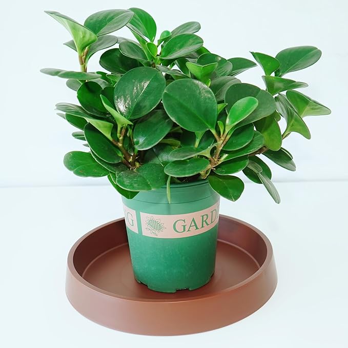 Plant Saucer Tray for Ceramic Plastic Pots, 16 inch Plant Saucers for Indoors, Pot Saucers Trays, Bird Bath Bowls, Flower Planter Water Drip Trays for Pots Base (16", Brown)