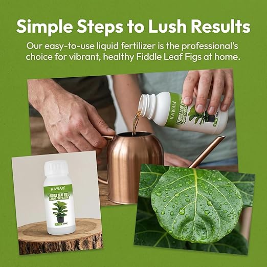 10oz Fiddle Leaf Fig Fertilizer Liquid - Organic Microbial Probiotic Plant Food for Ficus Lyrata - Promotes Roots & Greener Leaves
