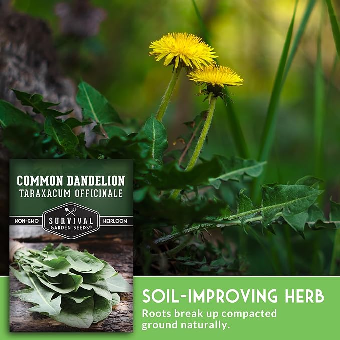 Survival Garden Seeds Common Dandelion Seed - 2 Packets with Instructions to Plant & Grow Nutritious Medicinal Plants & Leafy Greens in Your Home Herb or Vegetable Garden - Non-GMO Heirloom Variety