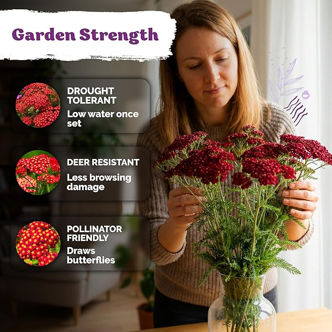 KVITER 7000 Red Yarrow Seeds (Achillea Millefolium Rubra) — Perennial Flower Seeds to Plant Outside, Heirloom & Organic — Native Wildflower Seed for Herb Garden, Beds, Containers & Meadows
