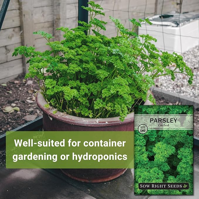 Sow Right Seeds - Curly Leaf Parsley Seed for Planting - Non-GMO Heirloom Packet with Instructions to Plant and Grow a Kitchen Herb Garden - Indoor or Outdoor - Great for Hydroponics Growing (4)
