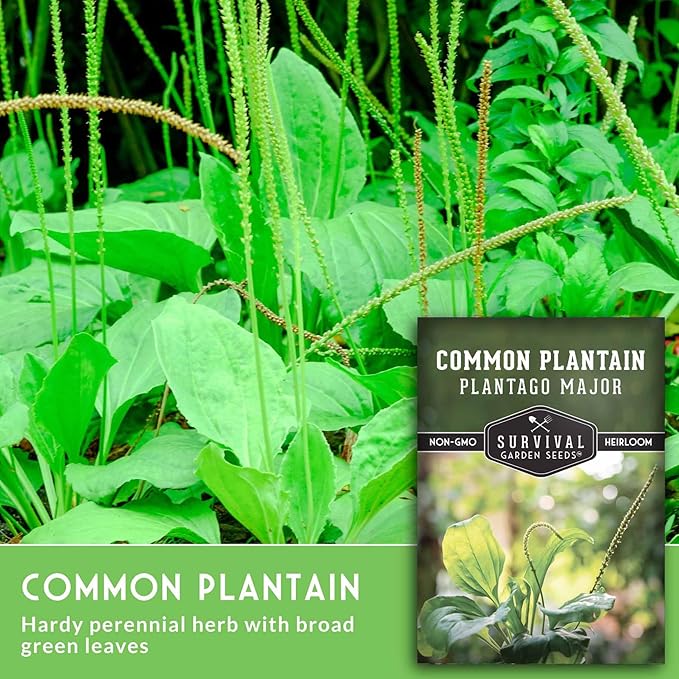 Plantain Seeds for Planting - Common Plantain (Plantago Major) Edible Broadleaf Medicinal Herb for Herbal Garden - Heirloom Non-GMO Open Pollinated - Survival Garden Seeds (2 Pack)