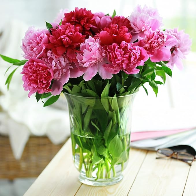 Garden State Bulb Pink and White Mix Peony Flower Bulbs, Spring Planting (Bag of 3)
