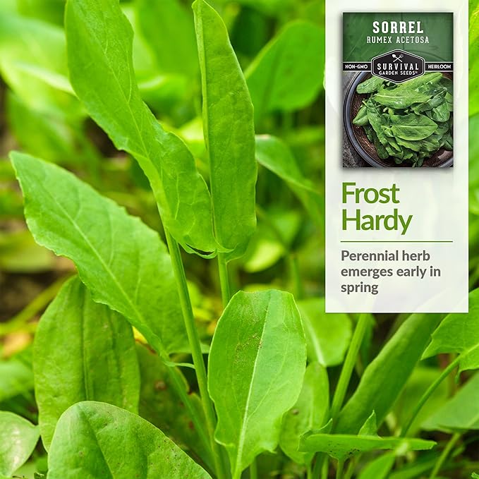 Sorrel Seeds for Planting - Large Leaf Garden Sorrel - Cool Weather Perennial Vegetable for Edible Leafy Greens - Heirloom Non GMO - Survival Garden Seeds (3 Packs)