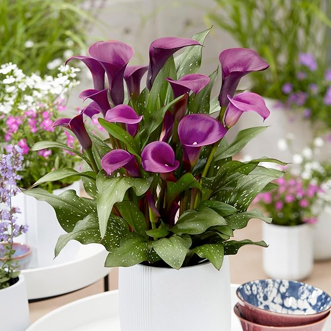 Garden State Bulb Purple Accent Calla Lily Flower Bulbs, 14/16cm, Spring Planting (Bag of 10)