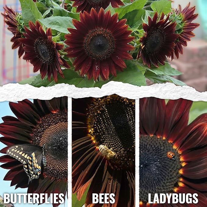 Seed Needs Sunflower Seeds for Planting Chocolate Sunflowers - Heirloom & Open Pollinated Flower Seed to Plant & Grow an Outdoor Wildflower Butterfly Garden (2 Packs)