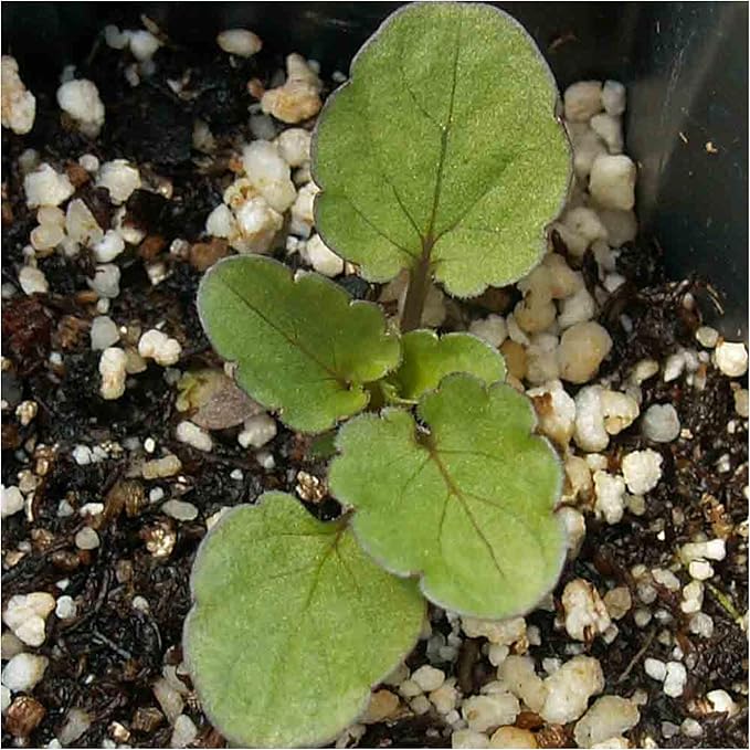 Seed Needs, Rococo Pansy Seeds - 600 Heirloom Seeds for Planting Viola Germania - Colorful Blooms for an Outdoor Flower Garden, Attracts Pollinators (2 Packs)