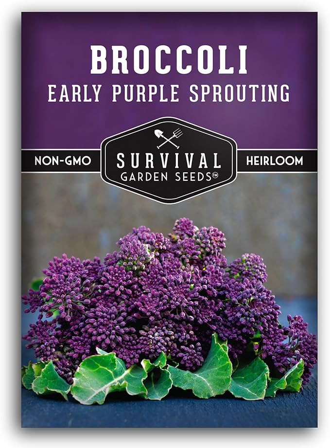 Early Purple Sprouting Broccoli Seeds for Planting – Heirloom Non-GMO Variety with Burgundy-Purple Heads, High Yield Vegetable Garden Favorite – Survival Garden Seeds (1 Pack)