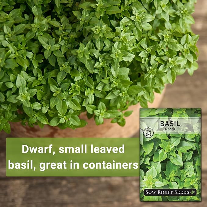 Sow Right Seeds - Greek Basil Seed for Planting - Non-GMO Heirloom Packet with Instructions for Easy Planting and Growing a Kitchen Herb Garden - Indoors & Outdoor - Small Leaved Dwarf Sweet Basil (4)
