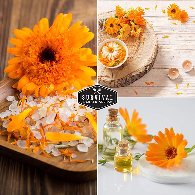 Ball’s Orange Calendula Seeds for Planting – Medicinal Herb & Edible Flower with Bright Orange Blooms – Heirloom Pot Marigold for Skin Care & Teas – Survival Garden Seeds (2 Packs)