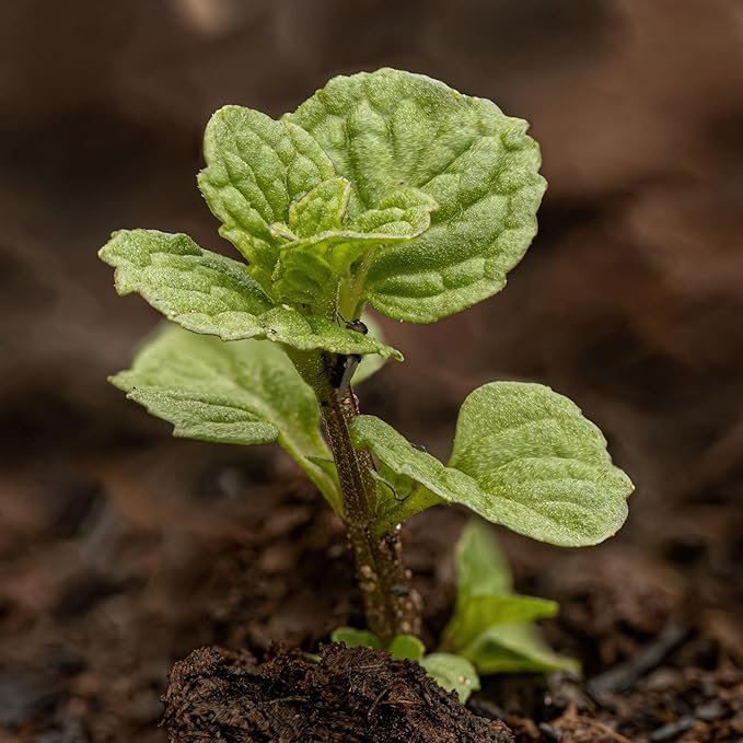 Seed Needs Spearmint Seeds for Planting Mint Herbs - Non-GMO Heirloom & Untreated Perennial Herb Seed to Plant a Home Grown Herb Garden Indoors or Outdoors (5 Packs)