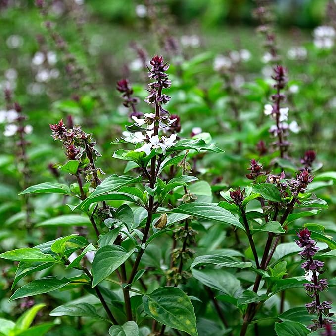 Seed Needs Spicy Globe Basil/Thai Basil Seeds for Planting Fresh Kitchen Herbs - Non-GMO Heirloom & Untreated Annual Herb Seed to Plant a Culinary Garden Indoors or Outdoors (2 Pack Duo)