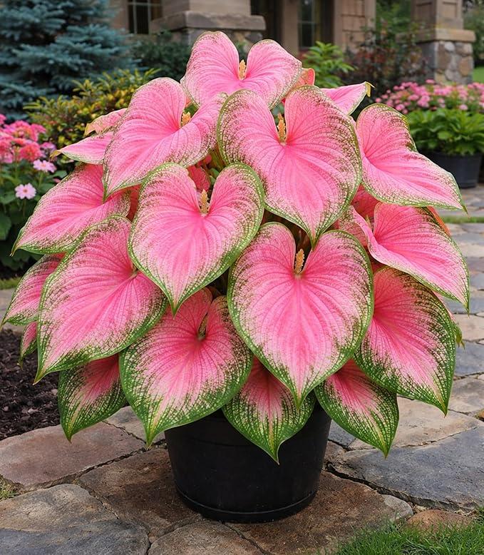 Pink Princess Caladium Bulbs for Planting - Beautiful Spotted Leafs Stand Out - Perennial Hosta, Elephant Ears, Fancy (2 Bulbs)