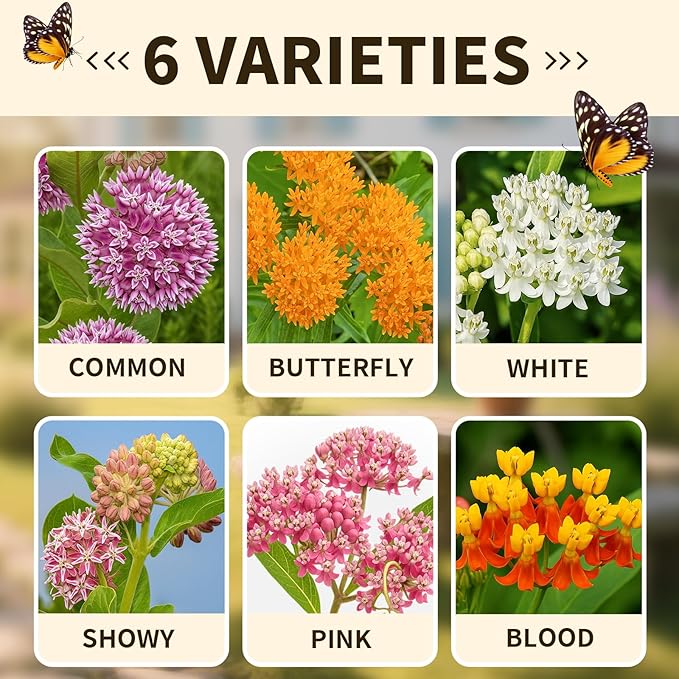 600+ Mix Milkweed Seeds for Monarch Butterflies - 6 Individual Varieties Perennial Wildflower (120 Seeds per Pack) Colorful Pollinator Garden, Easy to Grow for Backyard & More (Mix Milkweed Seeds)
