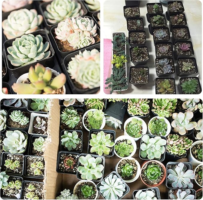 2.7 Inch Square Nursery Pots,50 Pack Sturdy & Reusable Plastic Plant Containers Starter Pot with Drainage Holes for Seedlings,Succulents & Garden Plants,Black