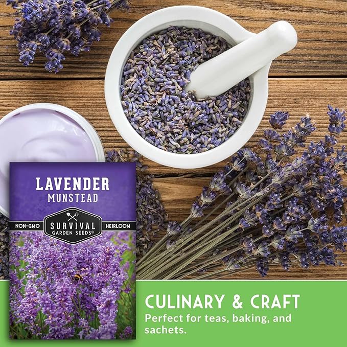 Munstead English Lavender Seeds for Planting – Compact Dwarf Hardy Perennial Herb for Indoor or Outdoor Gardens, Culinary & Fragrant Pollinator Flower - Survival Garden Seeds (5 Packs)