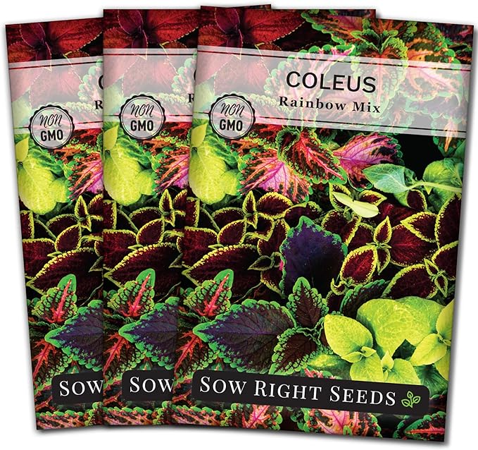 Sow Right Seeds - Rainbow Mix Coleus Seeds for Planting - Non-GMO Heirloom Variety - Vibrant Tropical Plant Blooms - Ideal for Gardeners, Easy to Grow - Indoor/Outdoor Use - Colorful Foliage (3)