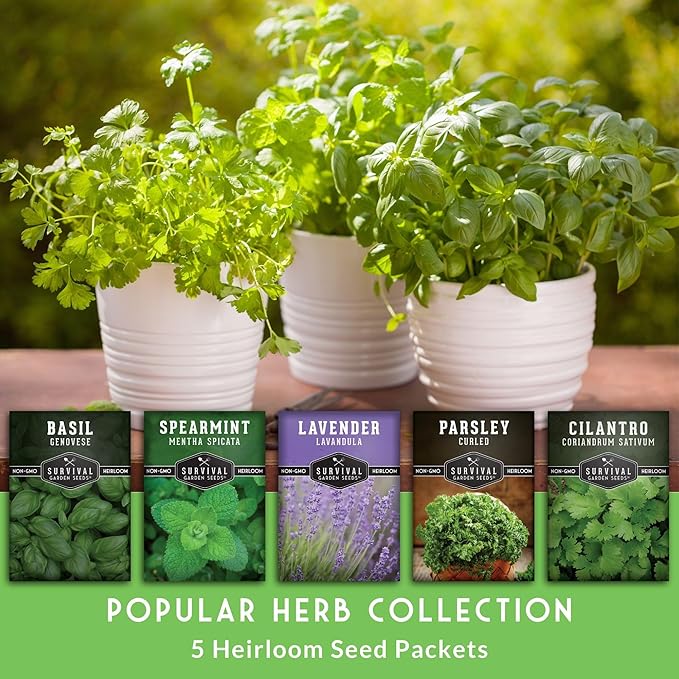 Aromatic Herb Garden Variety Pack – 5 Popular Types of Heirloom Herb Seeds – Spearmint, Lavender, Basil, Parsley, & Cilantro – Indoor, Outdoor Pollinator-Friendly - Survival Garden Seeds