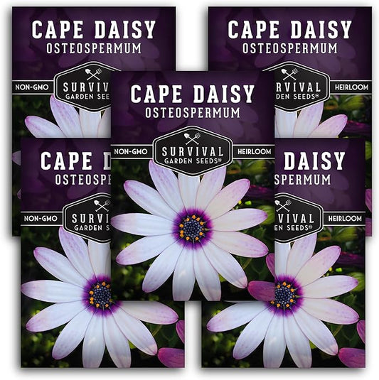 Cape Daisy Seeds for Planting - Osteospermum Ecklonis - White Petals with Purple Eyes, Long Blooming Annual to Tender Perennial Flower Variety - Survival Garden Seeds (5 Packs)