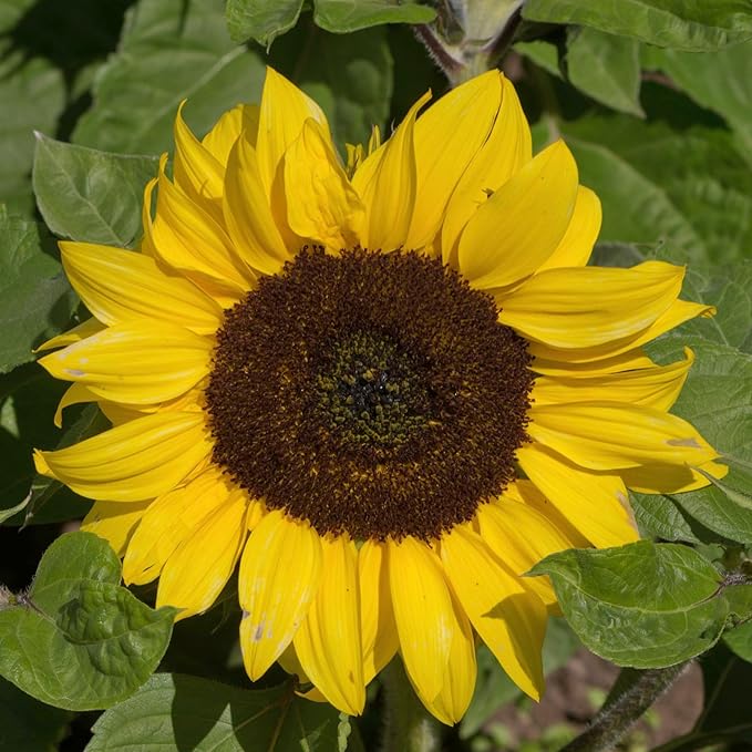 Seed Needs Dwarf Sunflower Seeds for Planting Yellow Pygmy Sunflowers - Heirloom & Open Pollinated Annual Cut Flowers - Perfect for Butterfly Gardens (1 Pack)