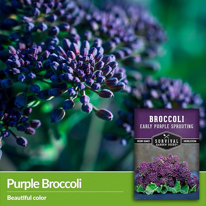 Early Purple Sprouting Broccoli Seeds for Planting – Heirloom Non-GMO Variety with Burgundy-Purple Heads, High Yield Vegetable Garden Favorite – Survival Garden Seeds (2 Packs)