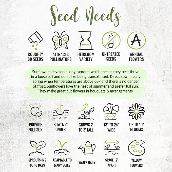 Seed Needs Dwarf Sunspot Sunflower Seeds for Planting Short Yellow Sunflowers - Heirloom & Open Pollinated Annual Cut Flower Seed to Plant 2 Foot Tall Sun Flowers (1 Pack)