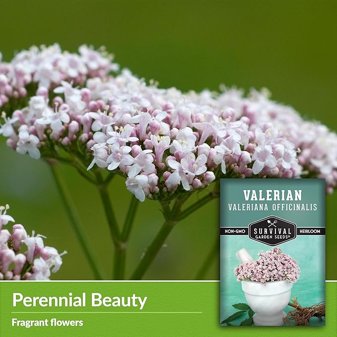 Survival Garden Seeds - Valerian Seeds for Planting - 5 Packets with Instructions to Plant and Grow Medicinal Herb Valeriana Officinalis in Your Home Herb Garden - Non-GMO Heirloom