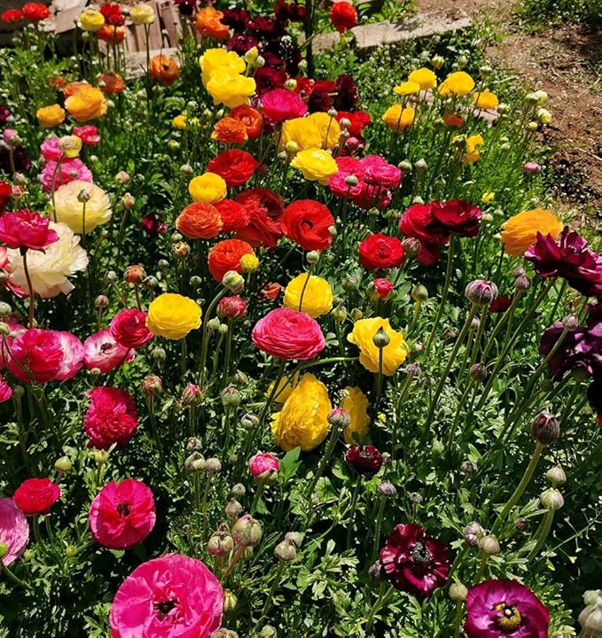 10pcs Peony Ranunculus Bulbs Mixed Corms Flower Bulb Garden Blooms Planting (Mixed)
