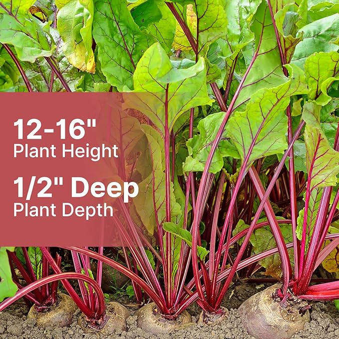 Groundio Detroit Dark Red Beets Seeds | 1500+ Non-GMO Vegetable Seeds for Planting Indoor, Outdoor or Hydroponic | Red Beet for Home Garden Seeds, Beta vulgaris