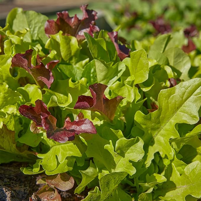 Burpee 'Gourmet Blend' Lettuce Seeds - 680mg Non-GMO Seed Packet for Home Gardening - Fast Growing Mixed Lettuce, Colorful Loose Leaf Variety, Heat Tolerant (Gourmet Blend Lettuce Seeds)