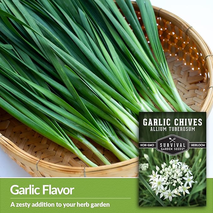 Survival Garden Seeds 1 Pack Garlic Chives Seed for Planting - Packet with Instructions to Grow Delicious Perennial Herbs in Your Home Vegetable Garden - Non-GMO Heirloom