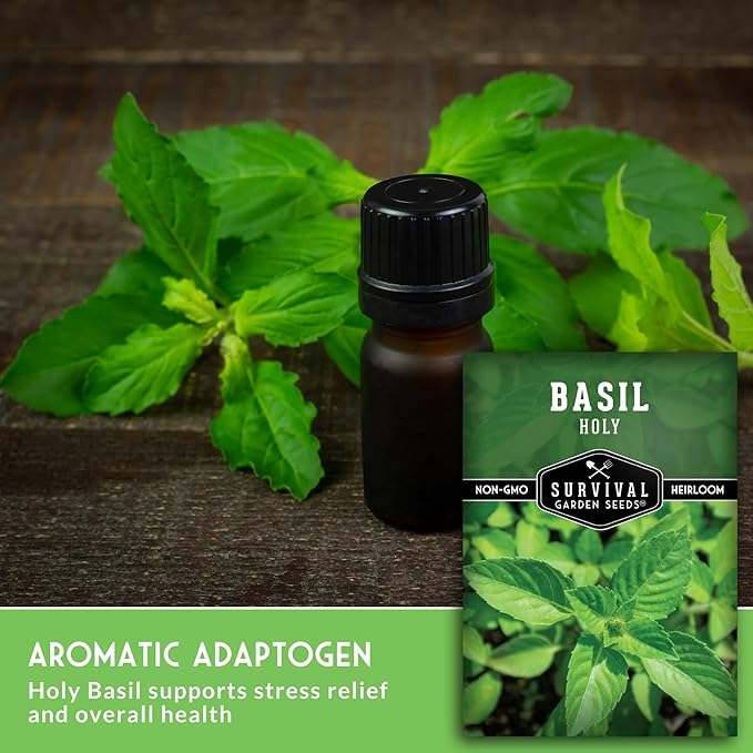 Holy Basil Seed for Planting - Indian Sacred Herb Tulsi Seeds to Grow in Your Home Vegetable Garden - Non-GMO Heirloom Variety - Survival Garden Seeds (1 Pack)
