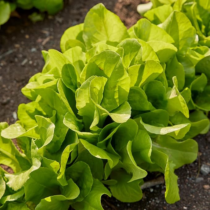 Burpee Bibb' Lettuce Seed Packet - 1.5gm Non-GMO Seeds for Planting Vegetables - Heirloom Bibb Lettuce, Classic Variety, Vegetable Seeds for Home Garden Outdoor Planting (Lettuce, Burpee Bibb)