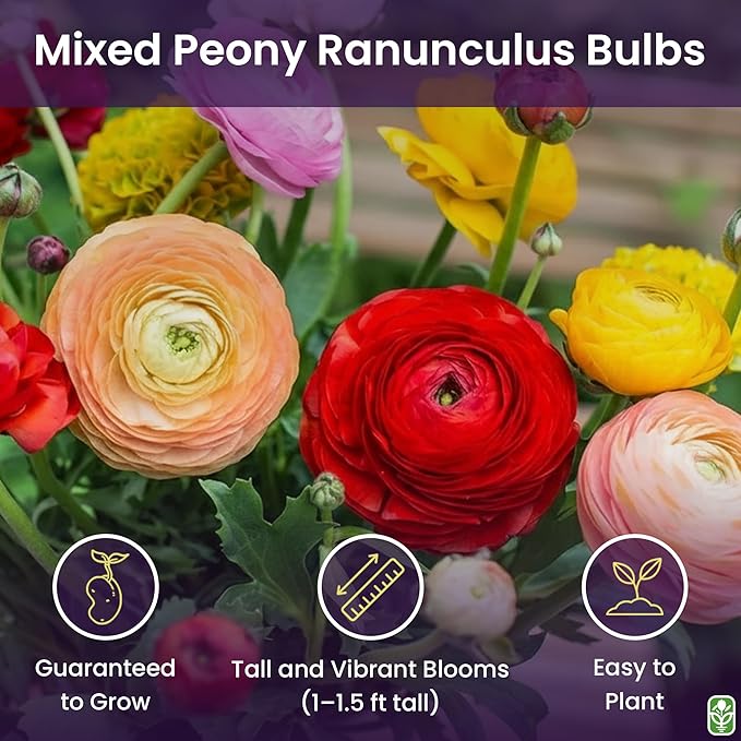 Mixed Peony Ranunculus Bulbs - 12 Large Size Corms for Vibrant Multi-Color Blooms, Ideal for Gardens and Bouquets