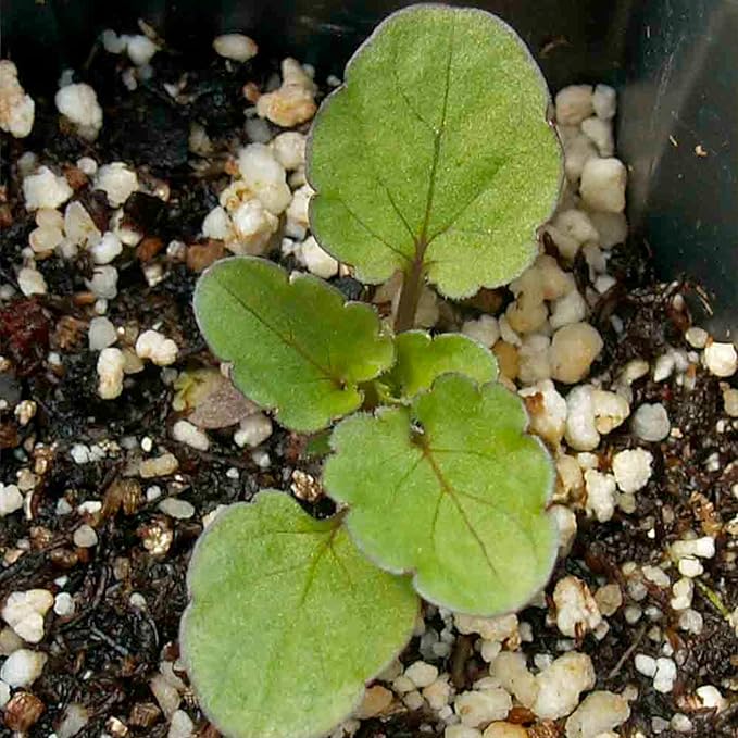 Seed Needs, Swiss Giants Pansy Seeds - 600 Heirloom Seeds for Planting Viola wittrockiana - Annual Edible Flowers that Attract Butterflies & Other Pollinators (1 Pack)