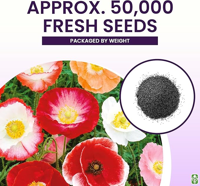 Shirley Poppy Seeds for Planting - 50,000 Fresh Poppy Flower Seeds - Wildflower Seeds to Plant Outside - Re-Seeding Annual - Pet Friendly - Grown in The USA