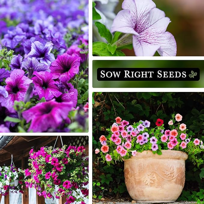 Sow Right Seeds - Dwarf Mixed Petunia Seeds to Plant - Full instructions for Planting and Growing a Flower Garden - Non-GMO Heirloom Seeds - Annual Hanging Basket Flower - Wonderful Gardening Gift (4)