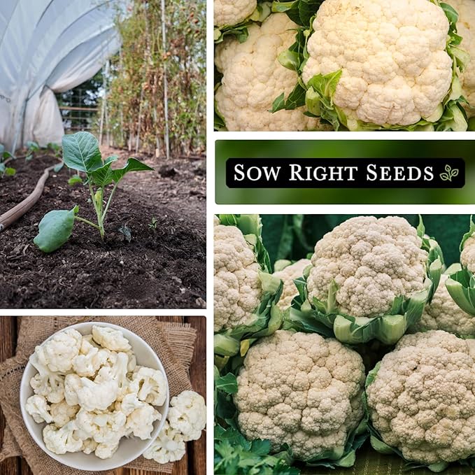 Sow Right Seeds - Rober Cauliflower Seeds for Planting - Non-GMO Heirloom Packet with Instructions to Plant & Grow an Outdoor Home Vegetable Garden - Climate Adaptable with Large Heads (1)