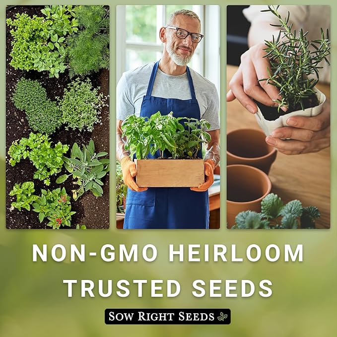 Sow Right Seeds - Lemon Basil Seed for Planting - Non-GMO Heirloom Packet with Instructions to Grow a Kitchen Herb Garden - Indoors or Outdoor - Great for Hydroponic Gardening, Lemony Flavor (1)