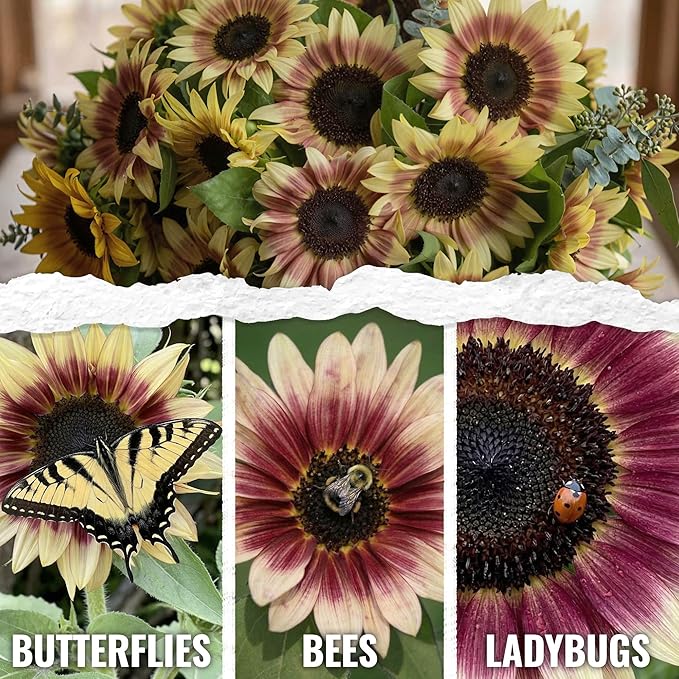 Seed Needs Cherry Rose Sunflower Seeds for Planting Bi-Color Sunflowers - Hybrid Flowers with Unique Blooms for an Outdoor Butterfly Flower Garden (1 Pack)