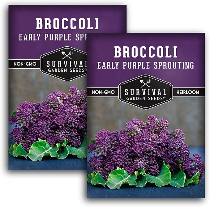 Early Purple Sprouting Broccoli Seeds for Planting – Heirloom Non-GMO Variety with Burgundy-Purple Heads, High Yield Vegetable Garden Favorite – Survival Garden Seeds (2 Packs)