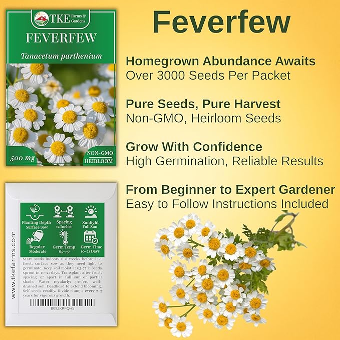 TKE Farms & Gardens - Feverfew Seeds for Planting, 3000+ Heirloom Non-GMO Medicinal Herb Seeds, Grow Indoors or Outdoors, Easy to Follow Instructions Included, Chrysanthemum parthenium