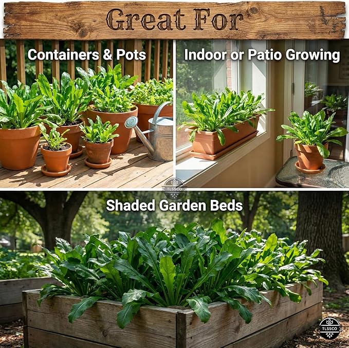 3049+ Culantro Seeds - Heirloom Herb Seeds for Planting, Slow-Bolting, Flavorful Cilantro Alternative, Great for Outdoor Herb Gardens (Eryngium foetidum)